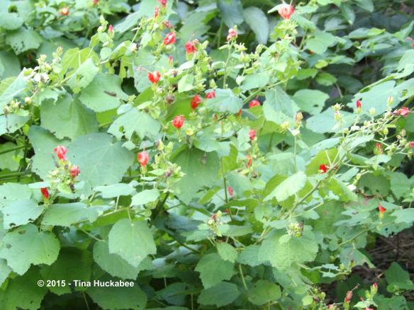 Turk’s Cap (Malvaviscus arboreus var. drummondii): A Seasonal Look | My ...