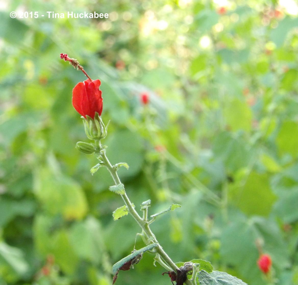 Turk's Cap Turk’s Cap (Malvaviscus arboreus var. drummondii): A Seasonal Look | My ...