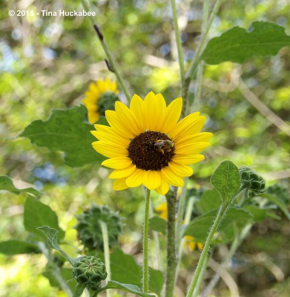 IMGP8586_cropped_3317x3401..new