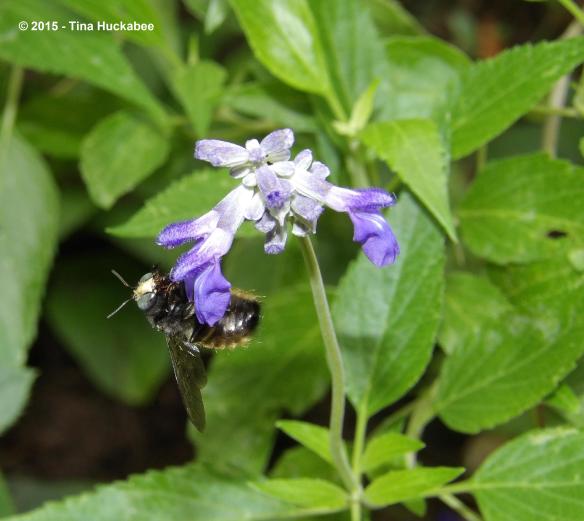 IMGP9074_cropped_3092x2760..new