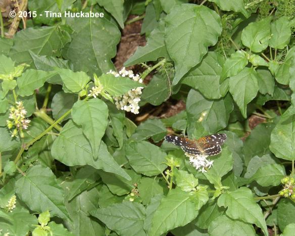 IMGP9376_cropped_3107x2489..new