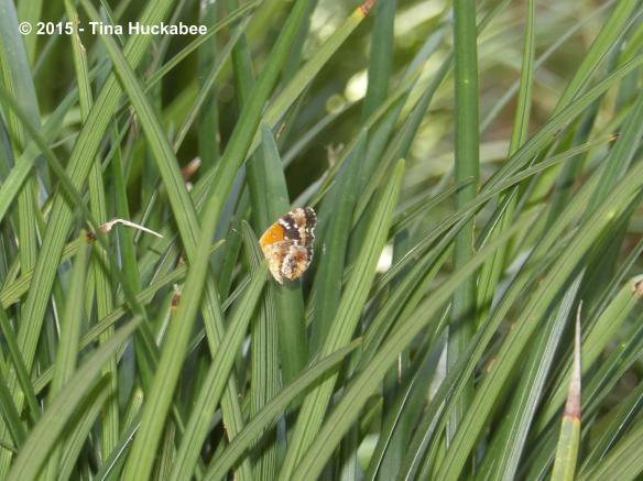 IMGP9752_cropped_3396x2543..new