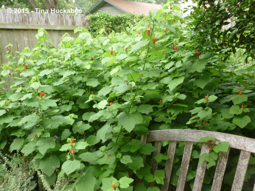Turk's Cap Turk’s Cap (Malvaviscus arboreus var. drummondii): A Seasonal Look | My ...