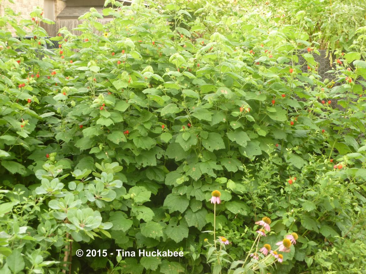 Turk's Cap Turk’s Cap (Malvaviscus arboreus var. drummondii): A Seasonal Look | My ...