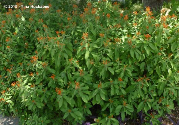 P1070745_cropped_4258x2973..new