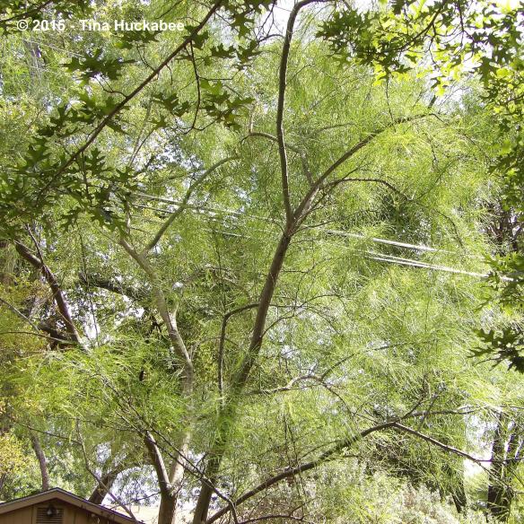 IMGP0322_cropped_3109x3109..new