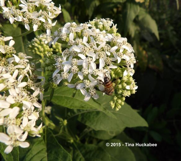 IMGP1792_cropped_3531x3148..new