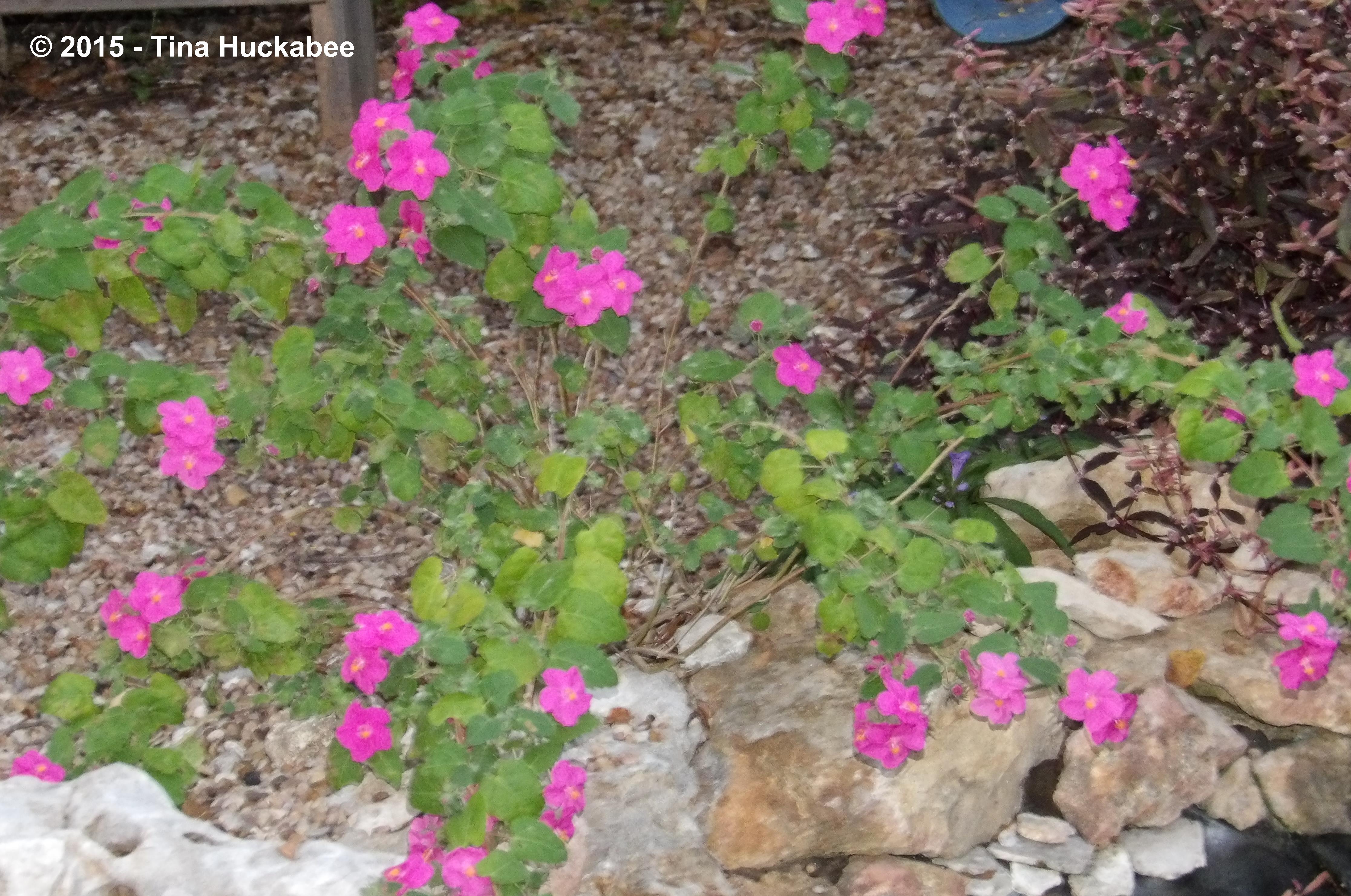 IMGP1795_cropped_4466x2963..new