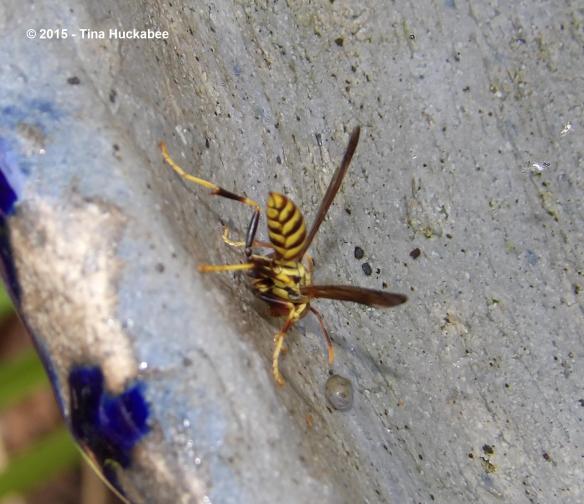 IMGP0171_cropped_2203x1903..new