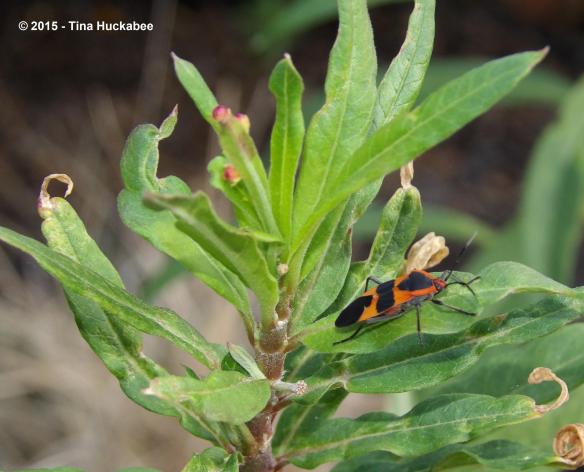 IMGP0313_cropped_3107x2512..new