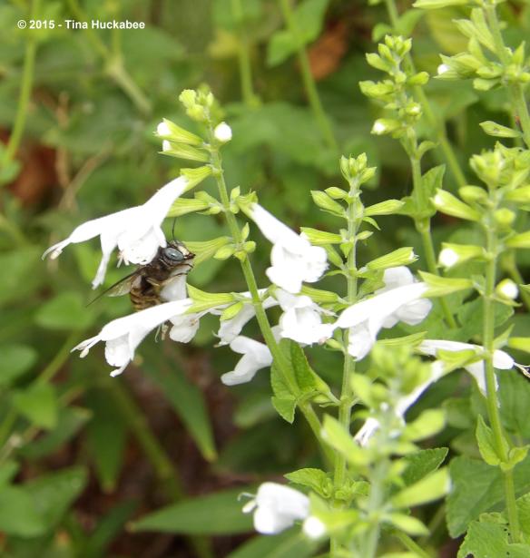 IMGP0370_cropped_2981x3143..new