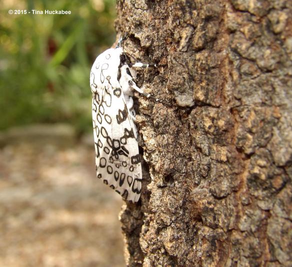 IMGP0627_cropped_3354x3064..new