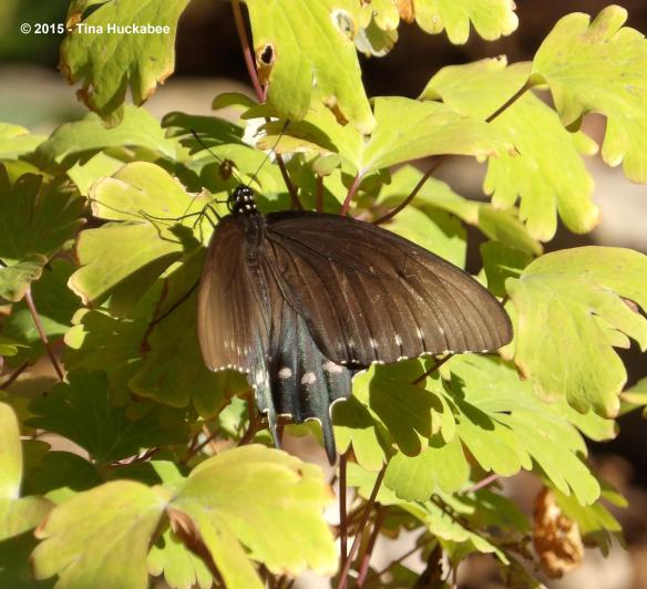 IMGP1047_cropped_3106x2830..new