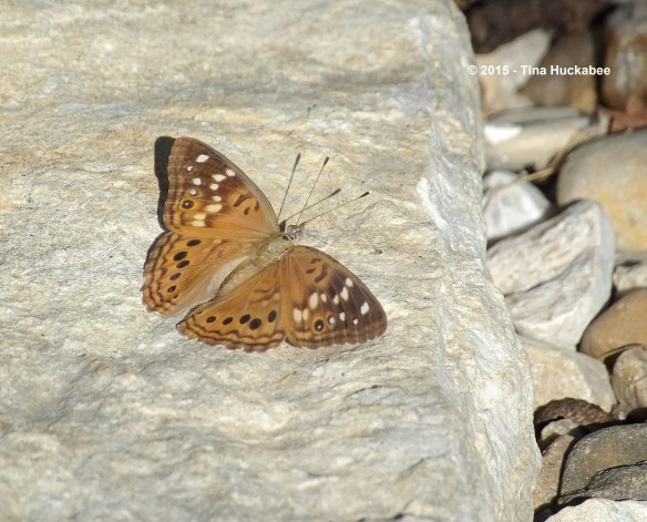 IMGP1785_cropped_3244x2618..new