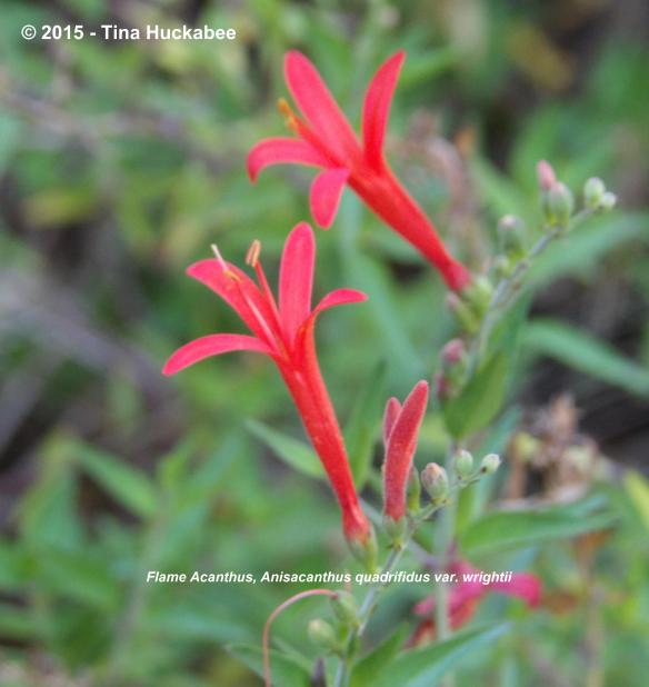 IMGP2207_cropped_3009x3189..new