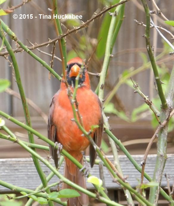 M0011715_cropped_1346x1594..new