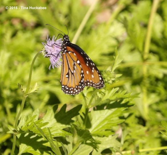 IMGP2588_cropped_2931x2733..new