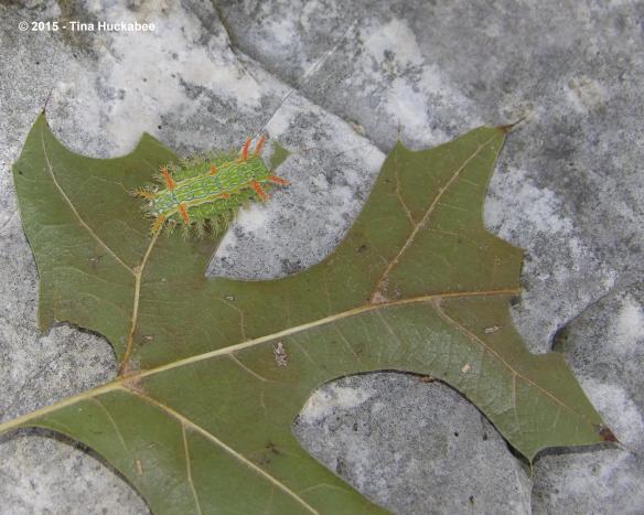 IMGP2624_cropped_3387x2710..new