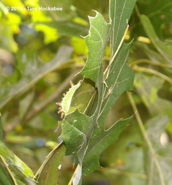 IMGP2630_cropped_3014x3244..new