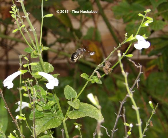 IMGP2672_cropped_2940x2410..new