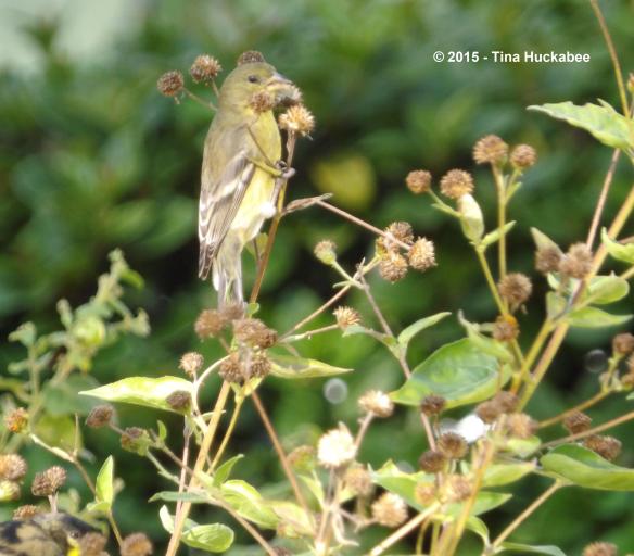 IMGP2834_cropped_2898x2543..new