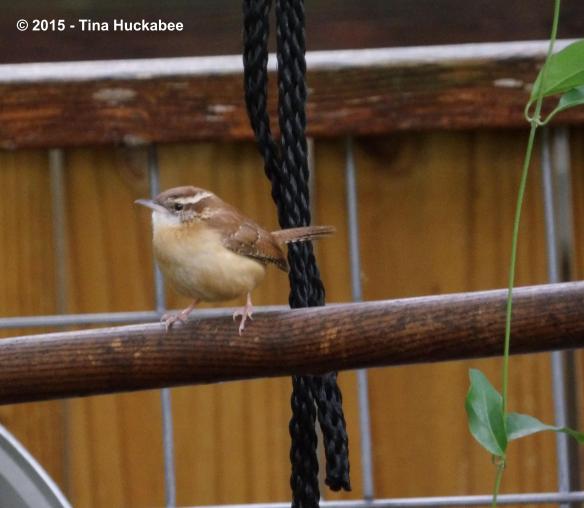 IMGP2986_cropped_3479x3027..new