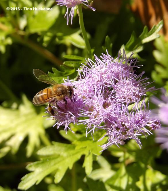 IMGP3094_cropped_2608x2968..new