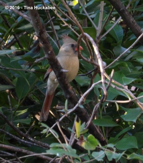 IMGP3102_cropped_2829x3212..new