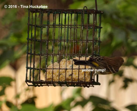 IMGP3182_cropped_3153x2563..new