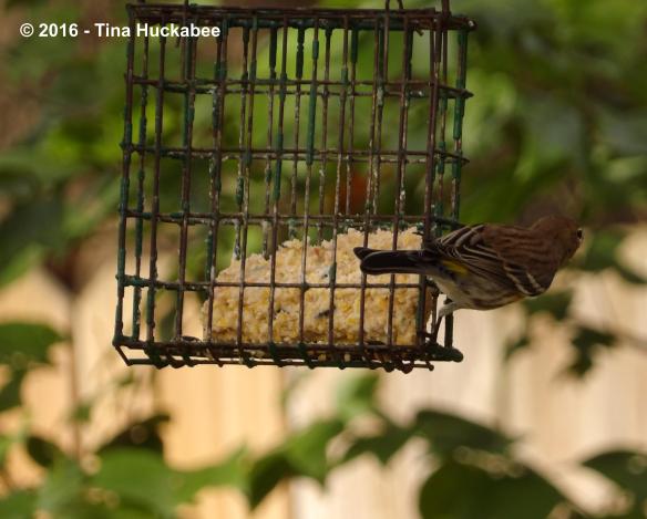 IMGP3186_cropped_3208x2581..new