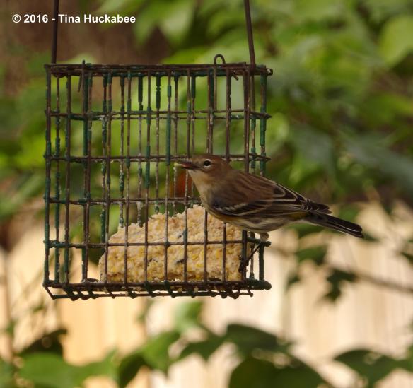 IMGP3195_cropped_3328x3130..new