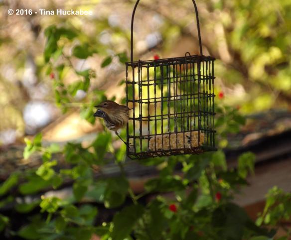 IMGP3226_cropped_3696x3055..new