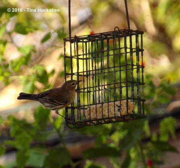 IMGP3235_cropped_2465x2300..new