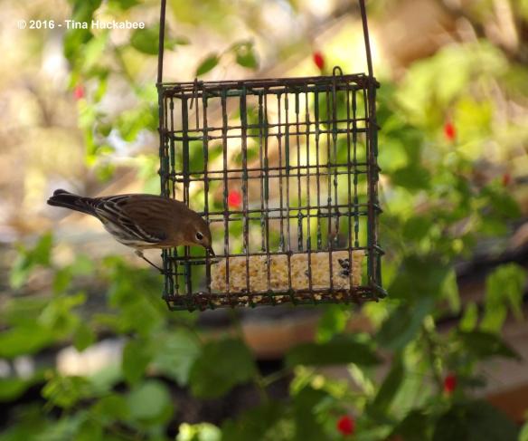 IMGP3247_cropped_2976x2483..new