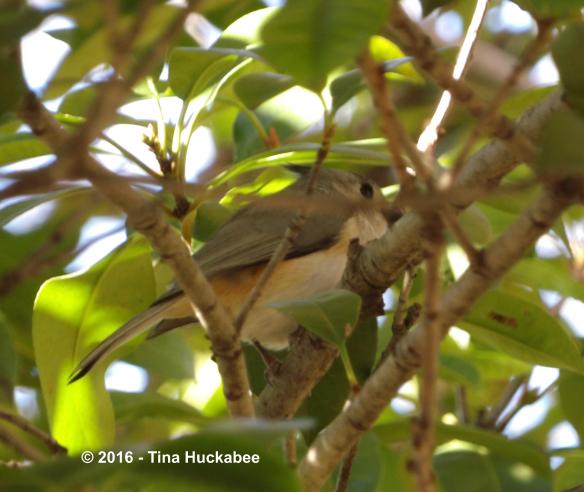 IMGP3315_cropped_3253x2742..new