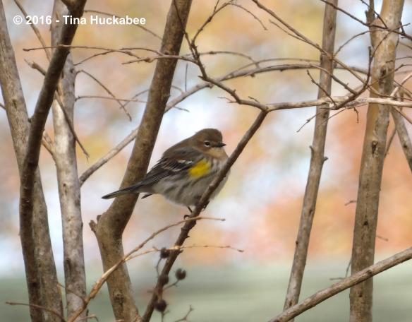 IMGP3381_cropped_3087x2415..new