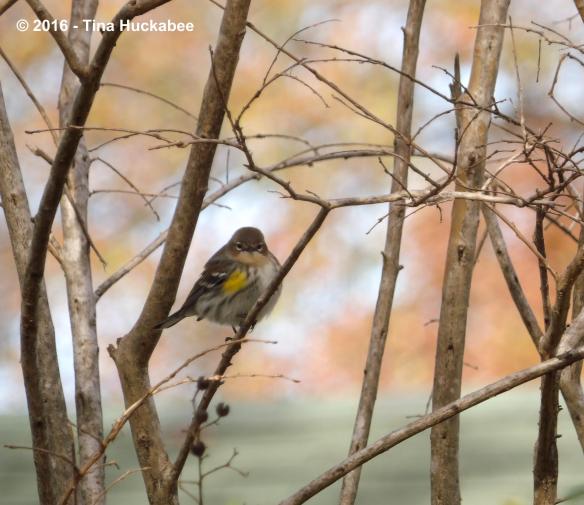 IMGP3385_cropped_3525x3051..new