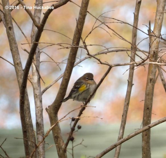 IMGP3389_cropped_3360x3185..new