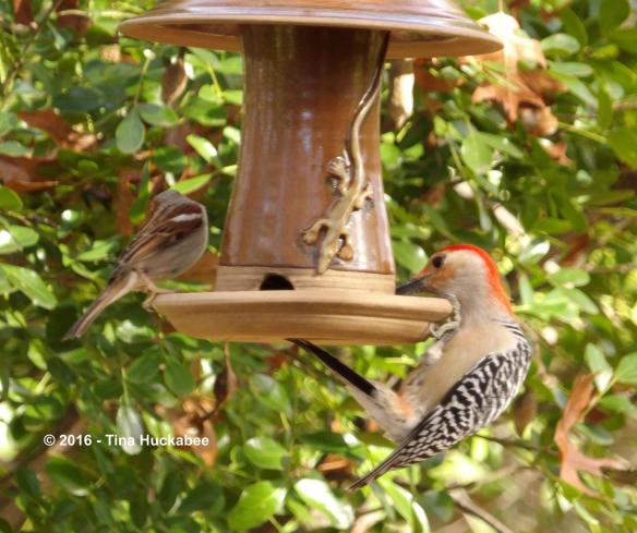 IMGP3398_cropped_3830x3213..new