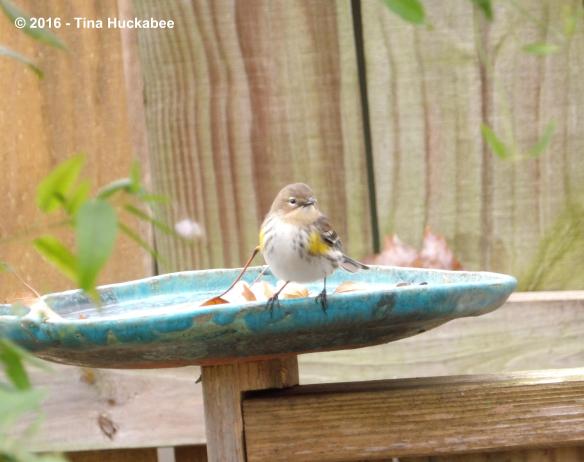 IMGP3499_cropped_3922x3107..new