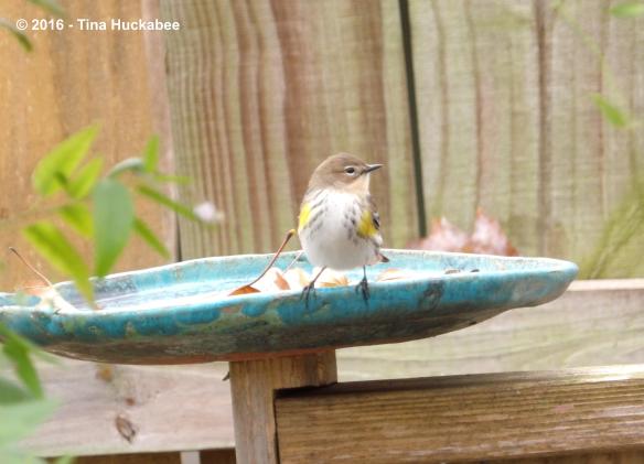 IMGP3504_cropped_3917x2829..new