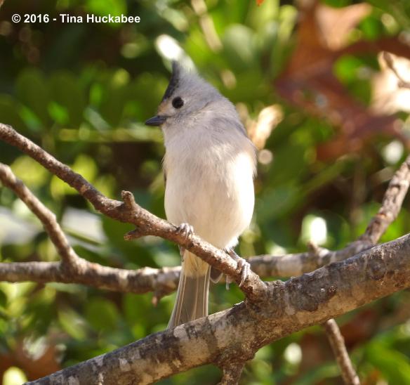 IMGP3571_cropped_3420x3213..new