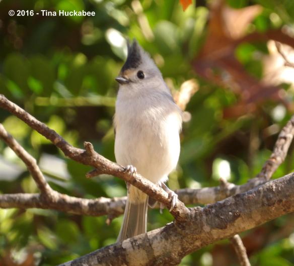 IMGP3576_cropped_3374x3061..new