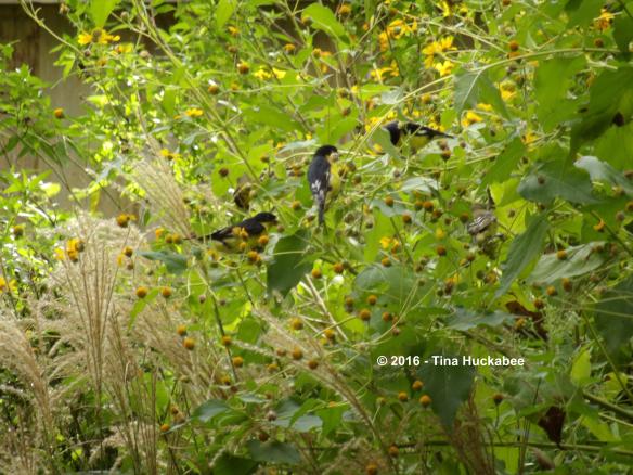 Male Lesser Goldfinches feeding on Goldeneye seeds.