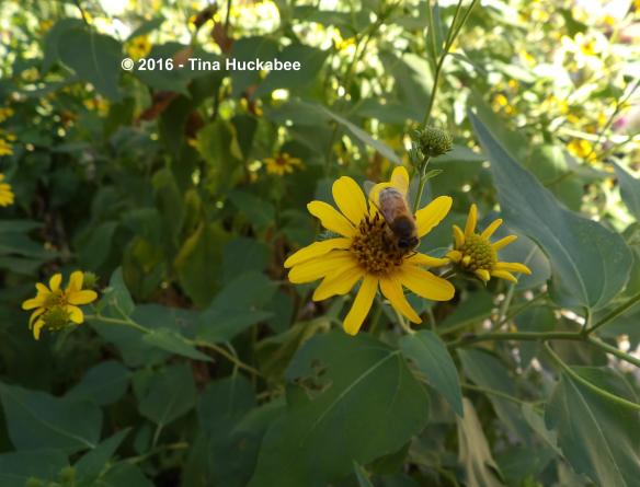 IMGP2213_cropped_3821x2917..new