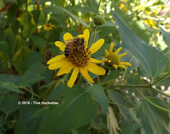 IMGP2214_cropped_3036x2396..new