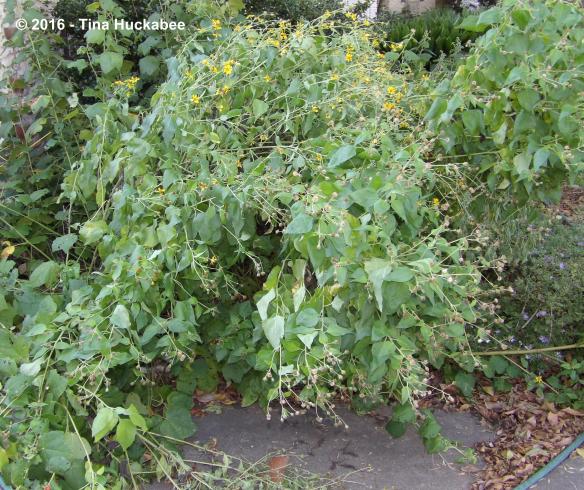 IMGP2539_cropped_3691x3101..new