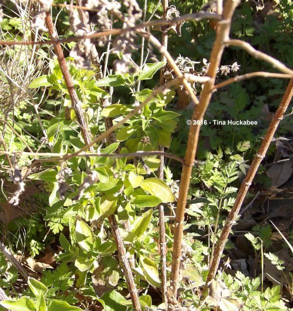 IMGP4412_cropped_2958x3142..new