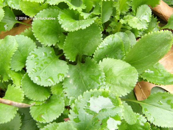 A sprinkling of rain in the last 24 hours is the only rain for the past month.