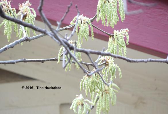 IMGP4652_cropped_4553x3091..new